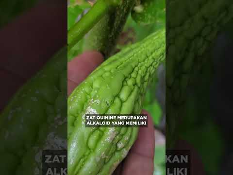 Video: Apa Penyebab Paprika Pahit: Alasan Paprika Anda Pahit