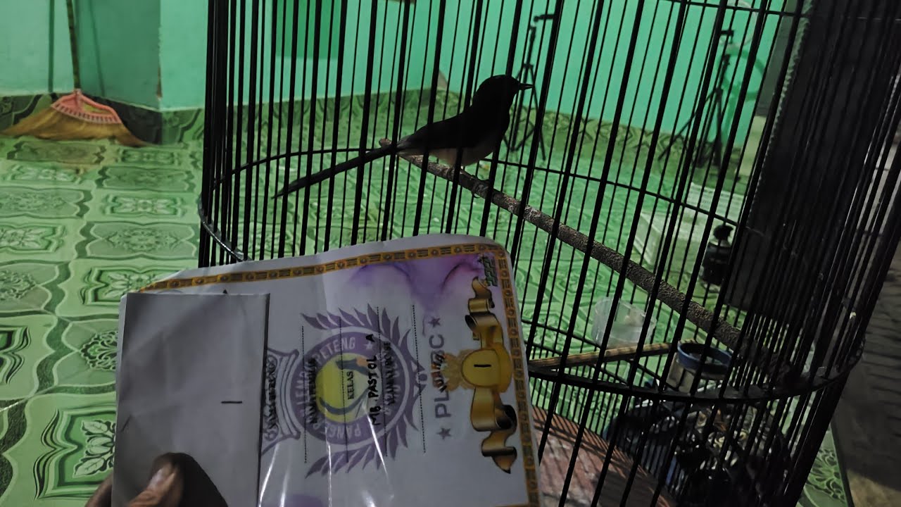 DUBUR PUTIH BISA LOMBA!! SETTING MURAI BATU