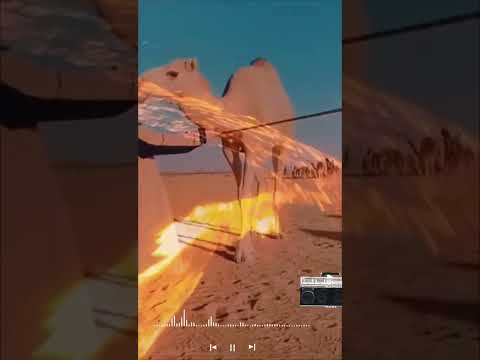 اغنيه ليبيه مايخلف كلامه مطلوبه اكتر شي