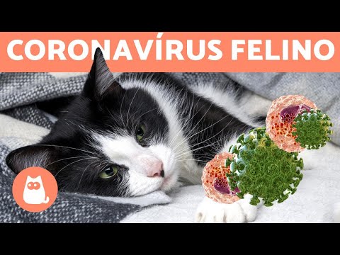 Vídeo: Como Tratar O Coronavírus Em Gatos