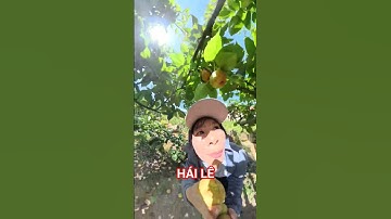Hái lê tại vườn #hathithin #shortvideo #laocai