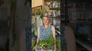 Bitki Almadan Duramayanlar Nerede?Imı