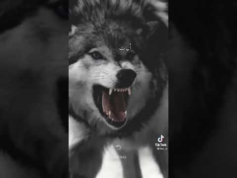 وحيدا في حياته ولا مأوى يأويه حالات واتس اب حزينه 