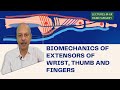 Lectures  gk hand surgerybiomechanics of extensors of wrist thumb and fingers elaborate  simple