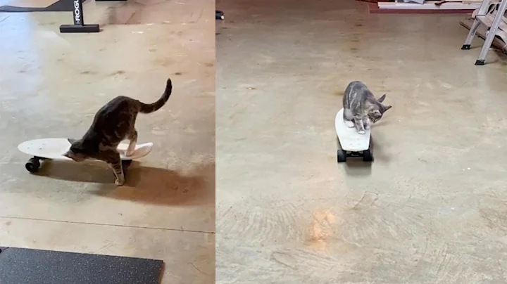 Adorable Cat Learns To Ride Skateboard