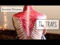 Anatomy tutorial the traps