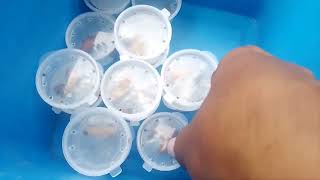 #Superworms pupa to beetle transformation