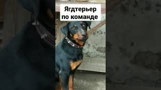 Ягдтерьер по команде кушает #ягдтерьер