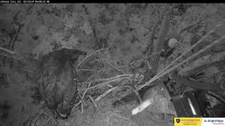 JC Nest Cam  Morning Tantrum Compliments of JC24 as Jolene Looks On Below 5/16/2024