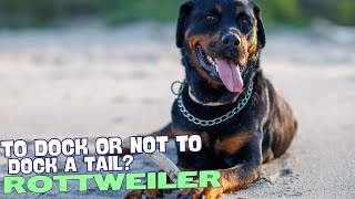 Why Are Rottweiler Tails Docked? 🐕✂️