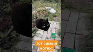 Пов:просто решил покормить котика😺 #maxwellcat #shorts