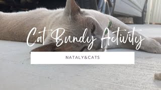 Cat Activity!! by Nataly & Cats 198 views 1 year ago 3 minutes, 4 seconds