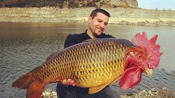 Create funny animal using Superimpose