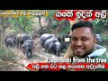           how to see elephants from the tree attack