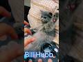 tum hi ho #tweetreels #lofichill #lofimusic #aesthetic #relatable #aestheticstatus #funnycats