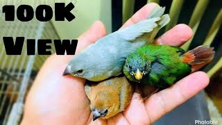 Best finch birds collection ever || most beautiful birds in aviary || most beautiful birds