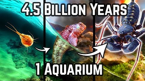 I Simulated Evolution in a Single Tank: From Ocean to Land
