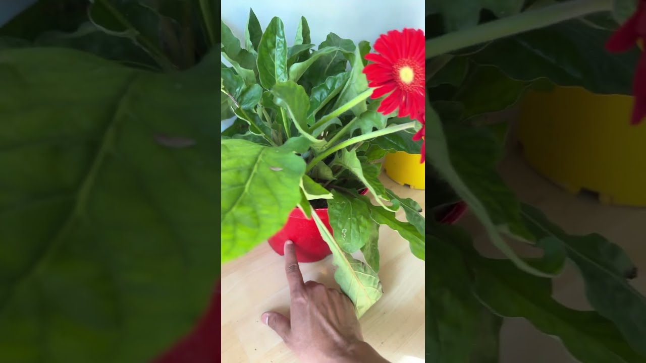 Keep In Mind This Tricks Your Will Love The Outcome Grow Healthy Gerbera Flowers Gerber Garden