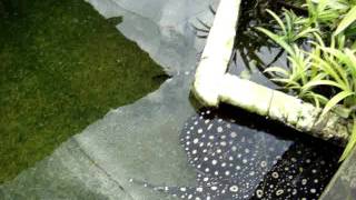 Arowanafishtalk.com Dennis Ap99 Stingray Farm