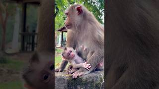Newborn baby Fanta & mom! 💫✨ #shorts #newbornmonkey #cute
