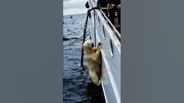 😲Save a cute polar bear from a horde of aggressive creatures! A heartwarming rescue! 😍