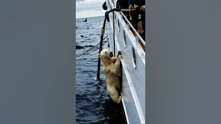 😲Save a cute polar bear from a horde of aggressive creatures! A heartwarming rescue! 😍 thumbnail