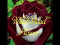 WildWood Flower Instrumental by Ray