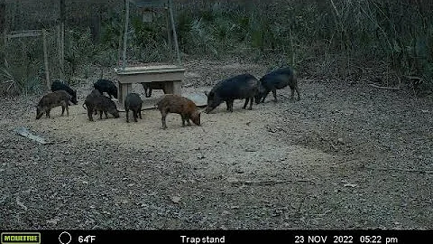 Hit ‘‘em where it hurts!  Heart shot hog!