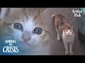 What Would Happen If You Try To Steal Kittens From Mother Cat..? (Part 2) | Animal in Crisis EP228