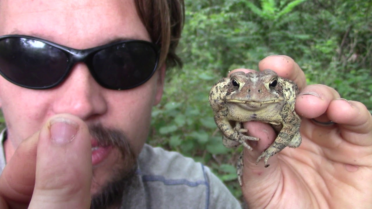 camera iphone 8 plus apk THE WILD-MAN'S WILD FRIENDS VIDEO SERIES - AMERICAN TOAD