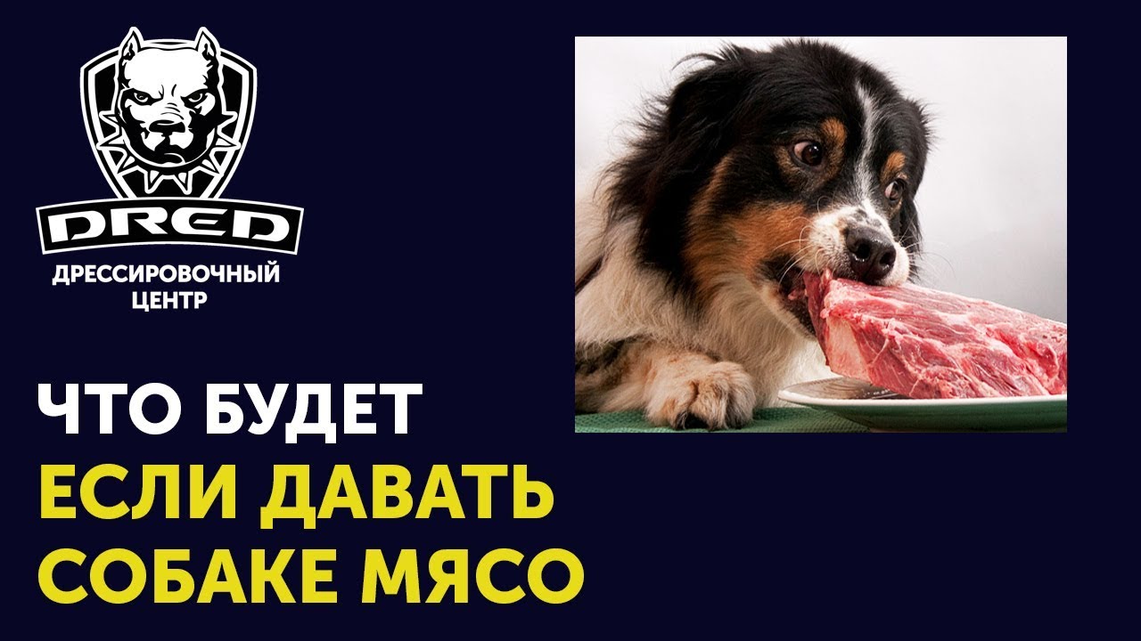 Дайте собакам мяса высоцкий