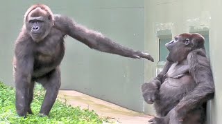 Nene gets angry at Annie who is drumming.#2.  Shabani, Gorilla, Silver back.