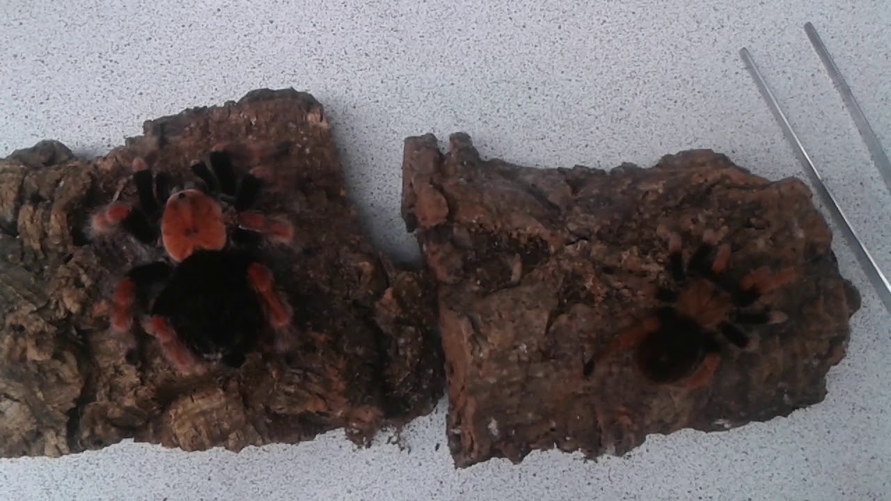 B. boehmei / A. bicoloratum side by side comparison