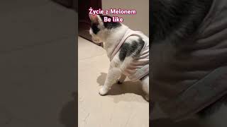 Melonik xd