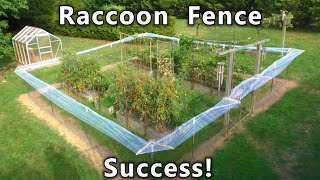 Raccoon Proof GARDEN Fence SUCCESS!