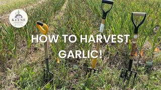 How We Harvest Organic Garlic at Keene Garlic 🧄