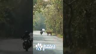 Motor bikers close encounter with tiger
Close encounter with tiger Motor bikers close encounter with tiger