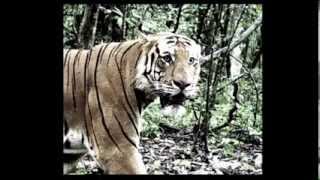 Hunt for the Tiger Slayers