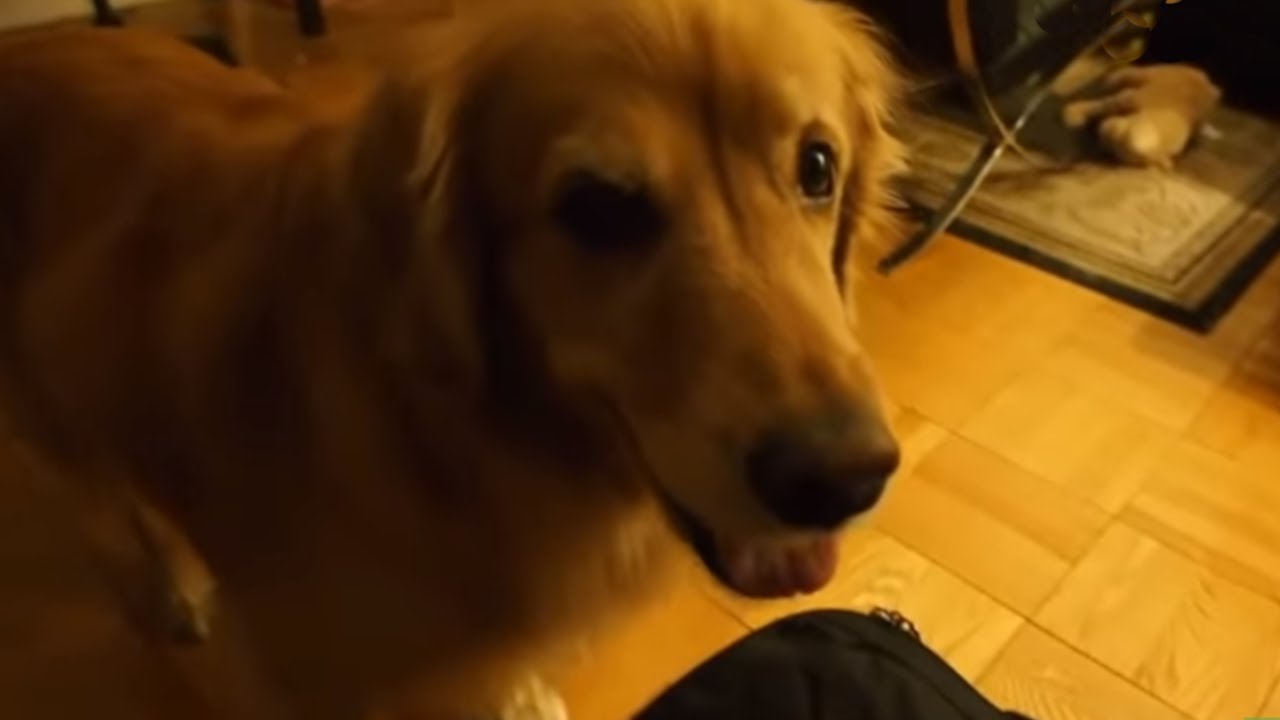 videos for cats Impatient Golden Retriever eagerly awaits her gift