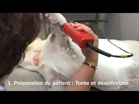 Vidéo: Injections d'acide hyaluronique pour chiens