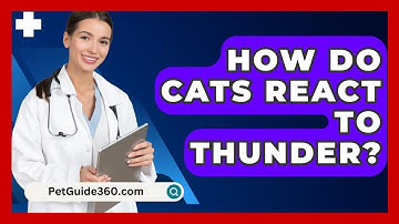 How Do Cats React To Thunder? - PetGuide360.com
