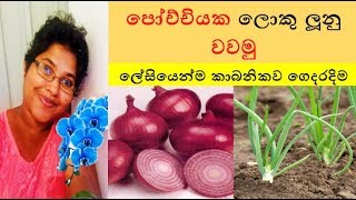 කාබනිකව ගෙදරදිම ලොකු ලූනු ලේසියෙන්ම වගා කරන්නේ මෙහෙමය් - Organic Big Onion Growing Guide