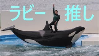 鴨川シーワールド　　シャチパフォーマンス　　ラビー小松トレーナーさんのサマースプラッシュをEOS7Dのハイビジョンで撮ってみた　killerwhale show