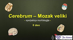 cerebrum, veliki mozak, spoljasnja morfologija, anatomija, cns, medicinski fakultet novi sad, silvijanova fisura, video predavanje, zona anatomica