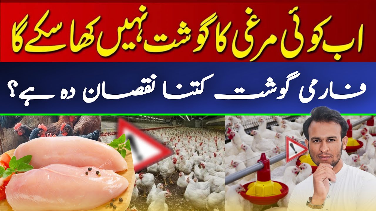 Is farm chicken meat really harmful? || Market Special Discount Scam || Taj Business Academy