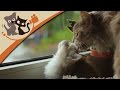 Maine Coon Katzen - Die sanften Riesen im Portrait