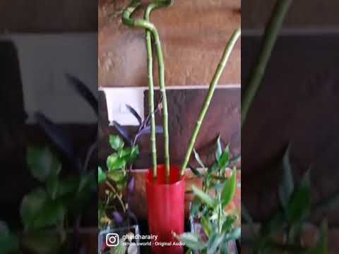  بامبو