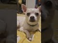 Apex - Dog (New Version)