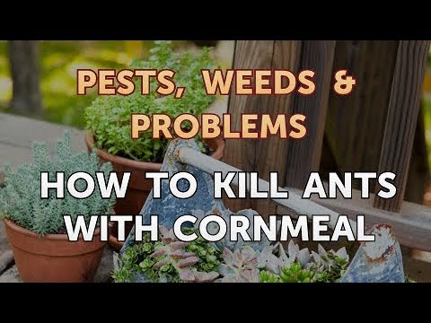 Vidéo: Cornmeal In Gardens - Utiliser du gluten de semoule de maïs pour tuer les fourmis et les mauvaises herbes