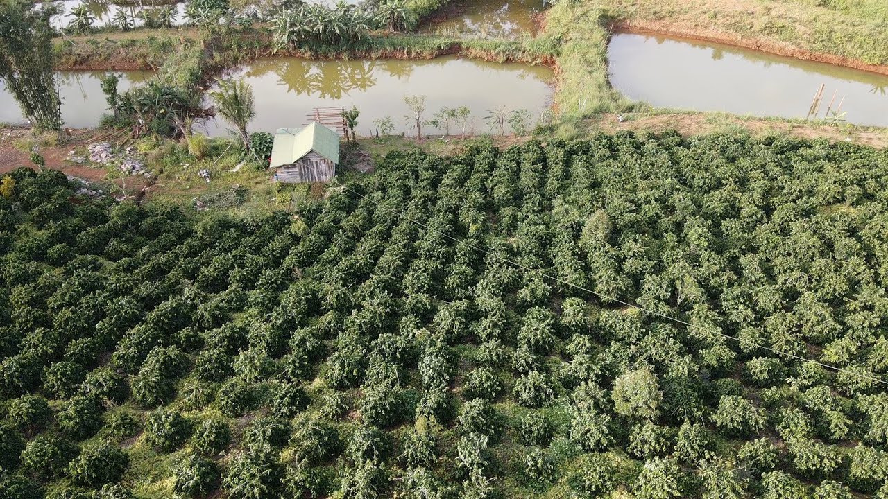 ( ĐÃ BÁN ) Có tiền múc liền lô này 2 ha nguồn thu ao cá to bám 420 đường giá rẻ Lh sđt 0979.653.223 